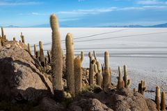 [ … gigantic cacti ]