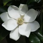 Gigantic Magnolia