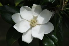 Gigantic Magnolia