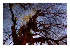 Gigantic tree that waits for winter