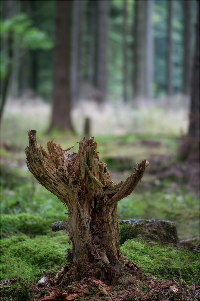 gigantische "Geweihförmige Holzkeule"