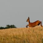 Gigantische Sprünge....