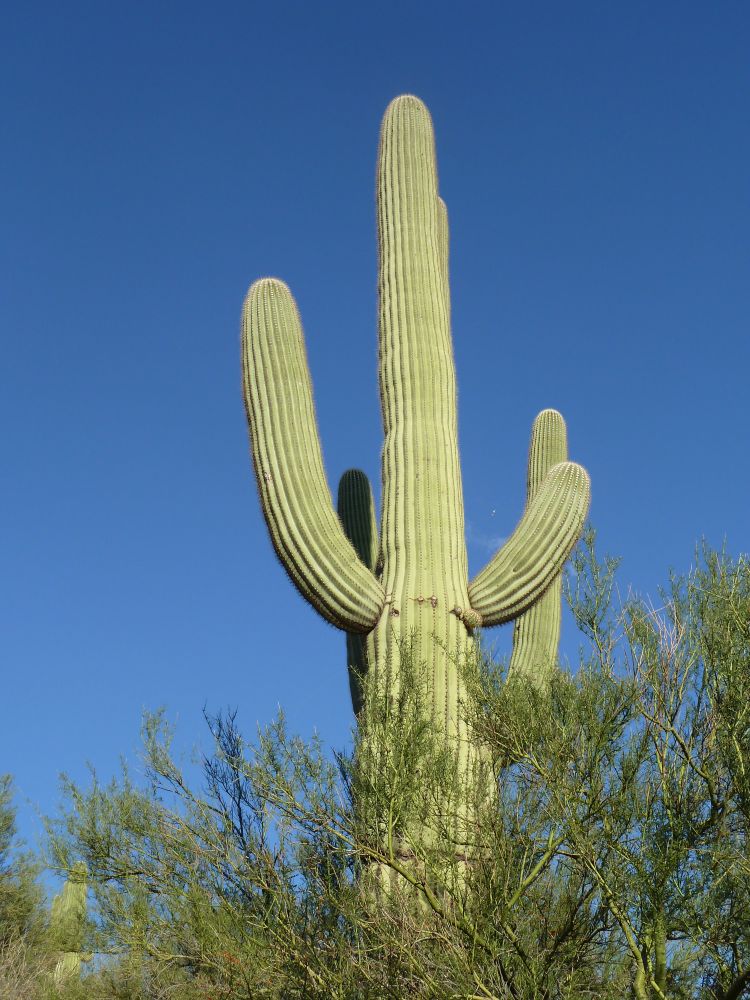 Gigantischer Saguaro Kakteen