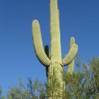 Gigantischer Saguaro Kakteen