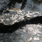 - gigantischer Wasserfall im Volksgarten Düsseldorf -