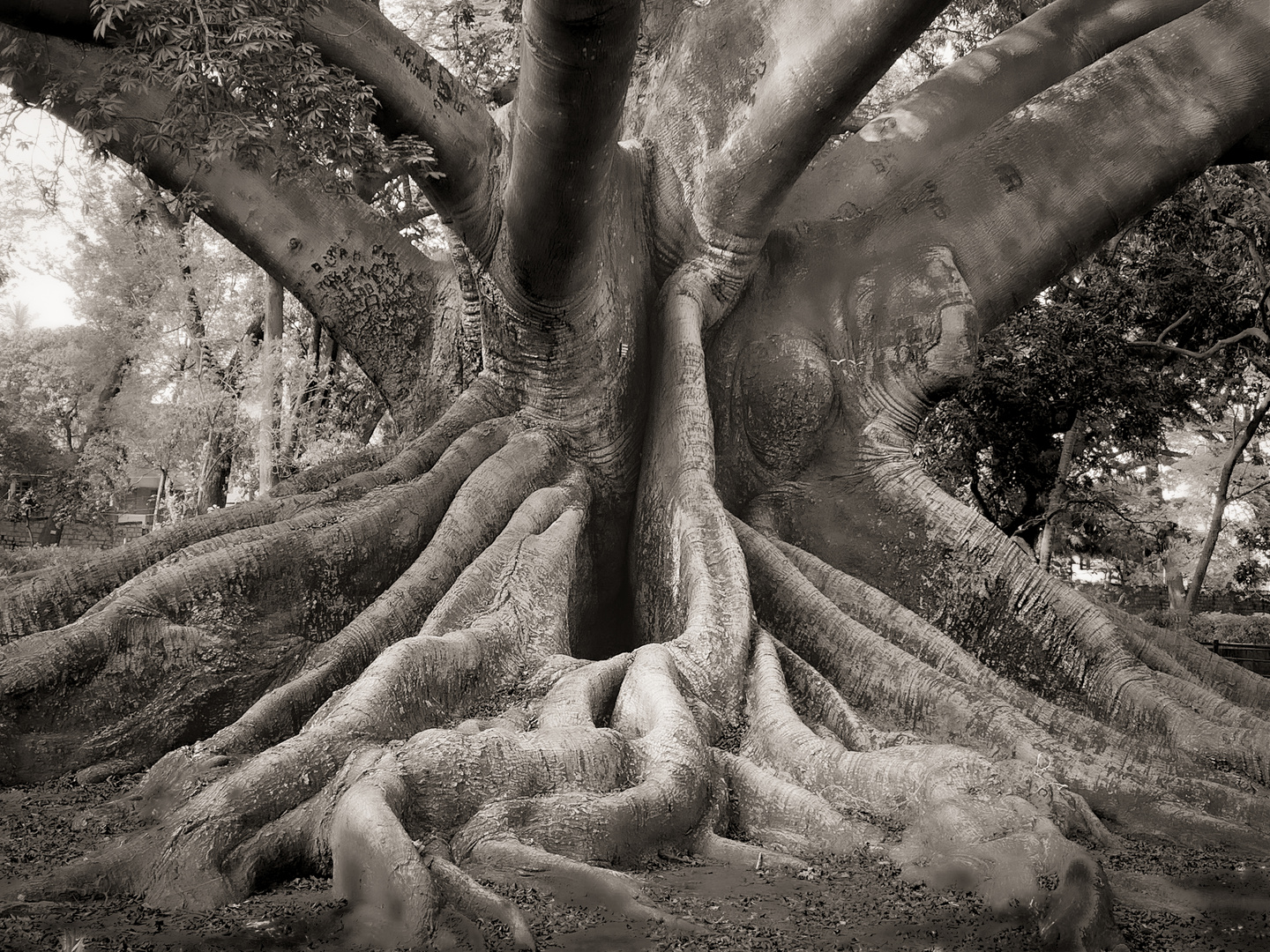 Gigantischer Wollbaum 