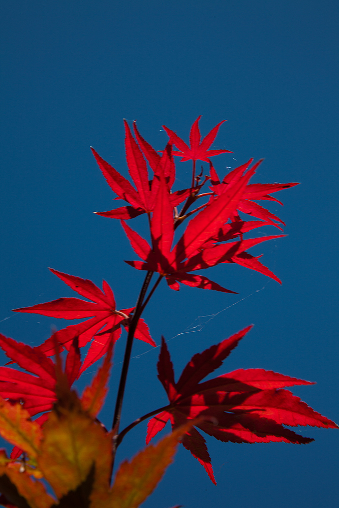 gigantisches Rot vor tiefem Blau