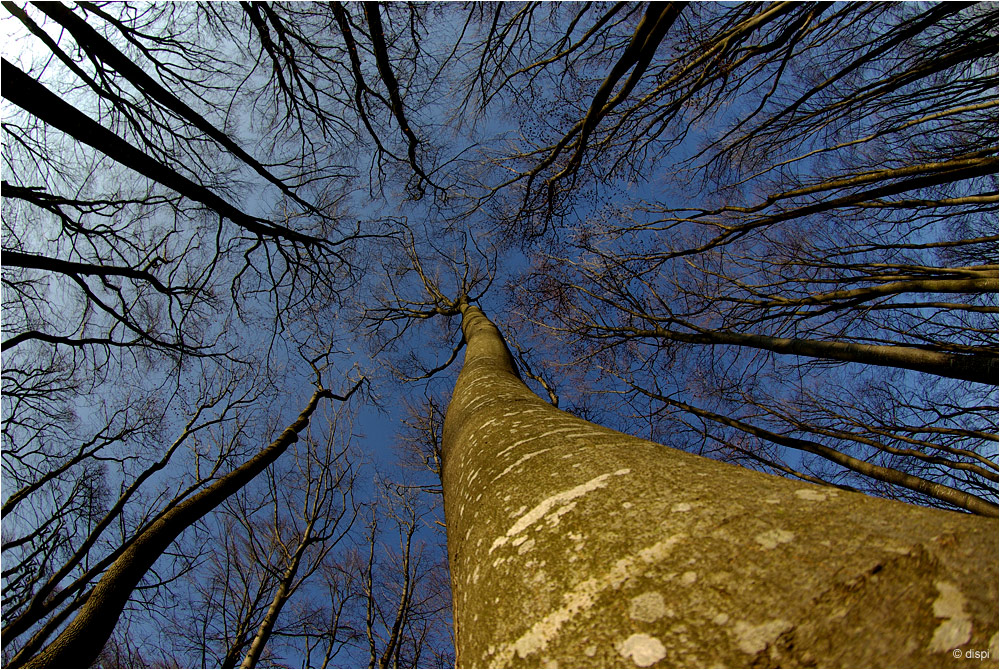Gigantismus… Foto & Bild pflanzen, pilze & flechten, bäume, laubbäume