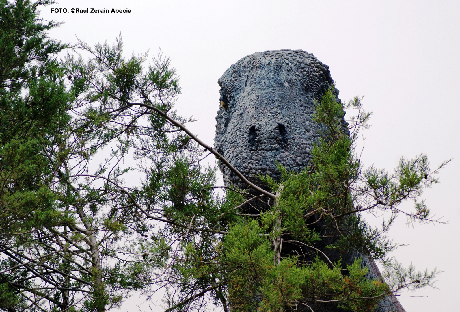 Gigantosaurius, Parque Cretácico de Sucre-Bolivia