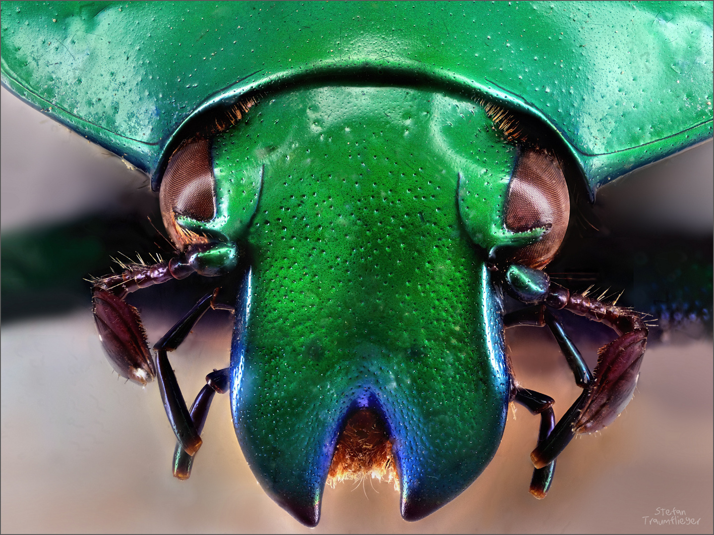 Gigapixel Rosenkäfer