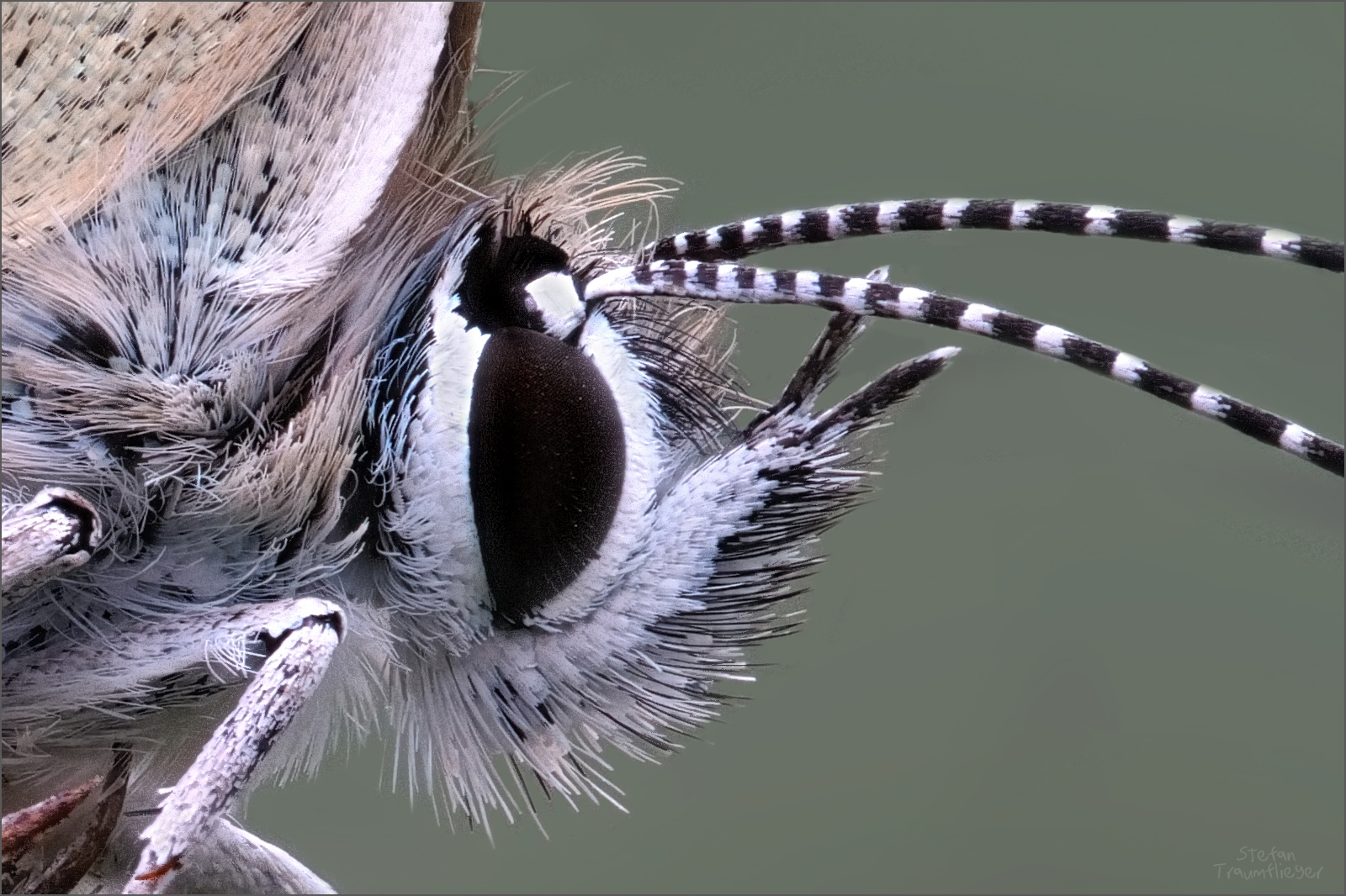 gigapixel_schmetterling