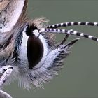 gigapixel_schmetterling