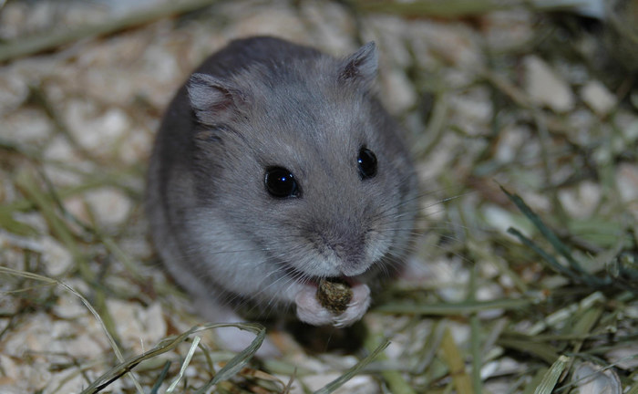 Gigi ( Name des Hamsters:-) )