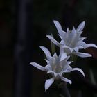 Gigli di mare (Pancratium maritimum)