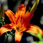 Giglio del mio giardino di Montisola 