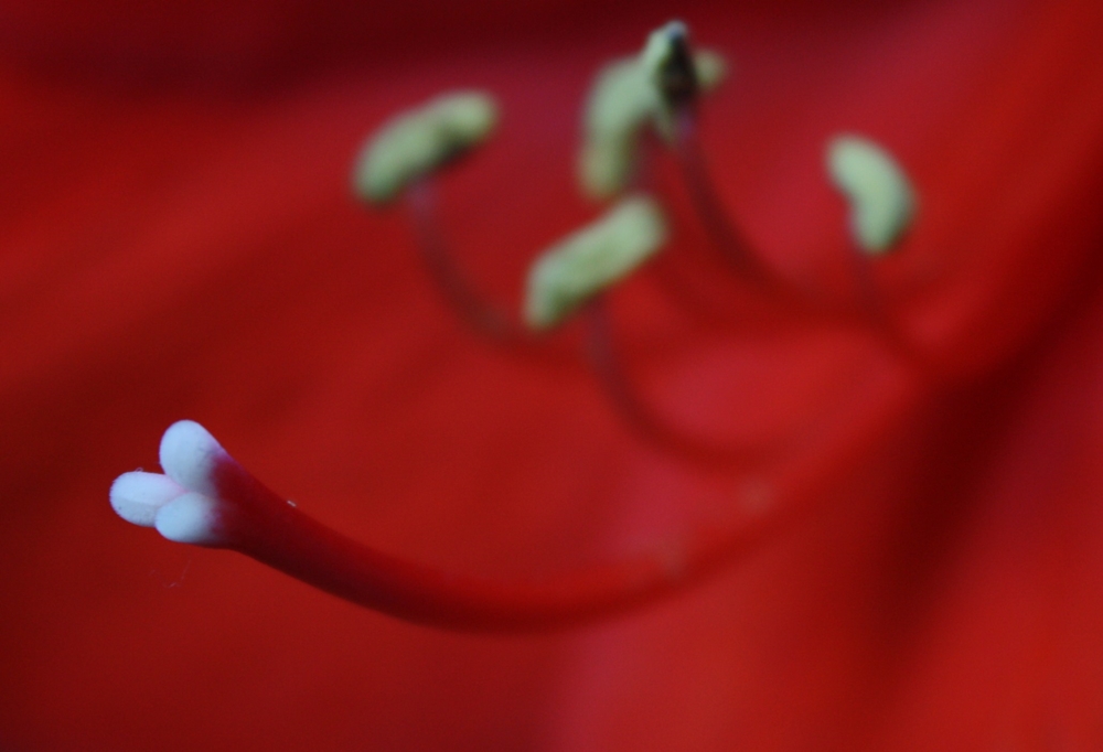 giglio gigante rosso