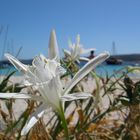 Giglio in riva al mare