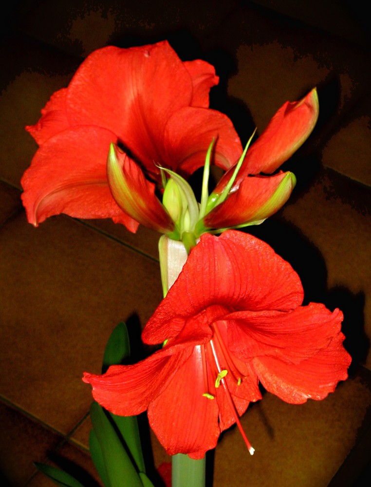 Giglio in rosso