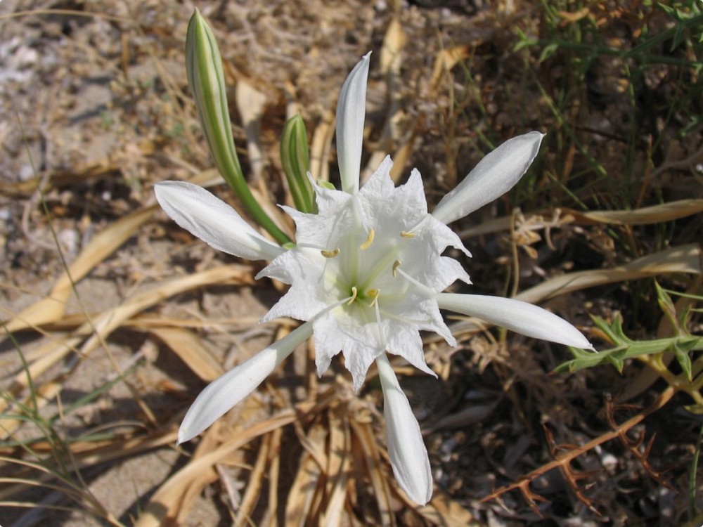 Giglio marino (Pancratium maritimum).