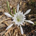 Giglio marino (Pancratium maritimum).