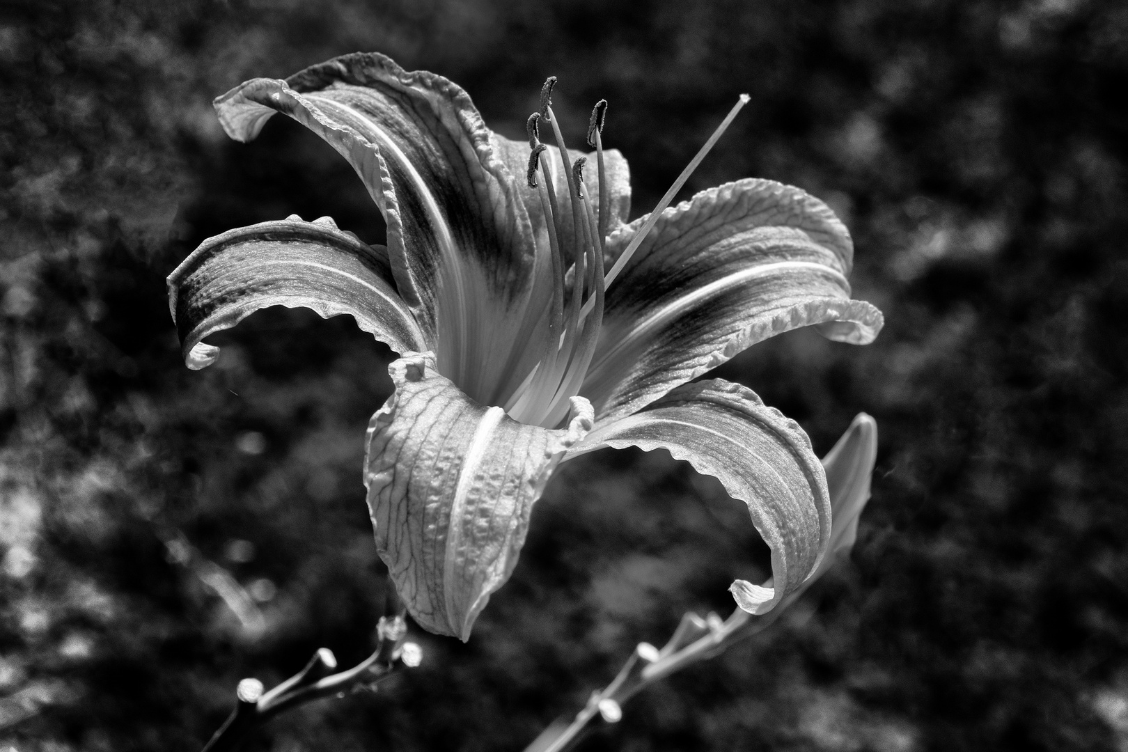 Giglio monocromatico