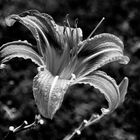 Giglio monocromatico