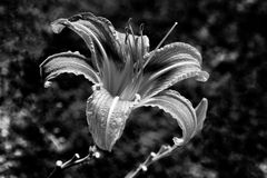 Giglio monocromatico