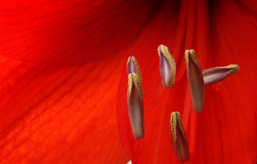 giglio rosso