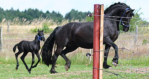 Gijaltje Ster " Model " van de Toverhof  Mutter v. Zijörd 16.06.07