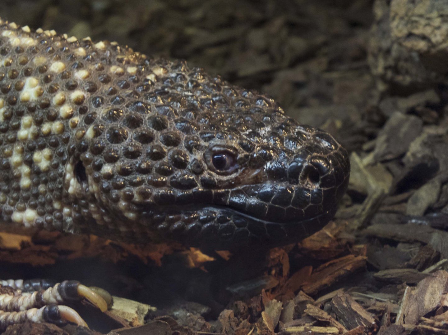 Gila-Krustenechsen - fotografiert im Reptilienzoo Regensburg