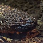 Gila-Krustenechsen - fotografiert im Reptilienzoo Regensburg