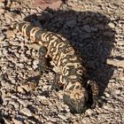 gila monster