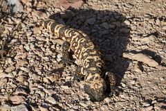 gila monster