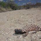 Gila-Monster