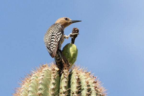 Gilaspecht auf einem Saguaro