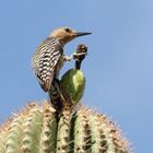 Gilaspecht auf einem Saguaro