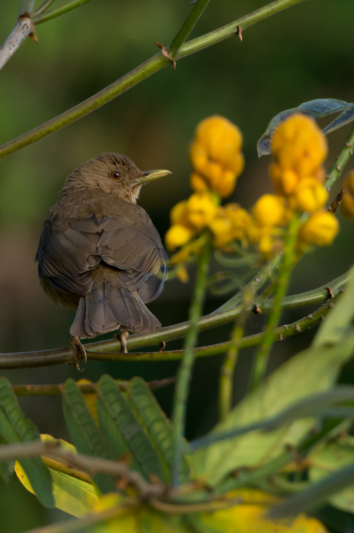 Gilbdrossel (Turdus grayi), Orosi, Costa Rica