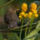 Gilbdrossel (Turdus grayi), Orosi, Costa Rica