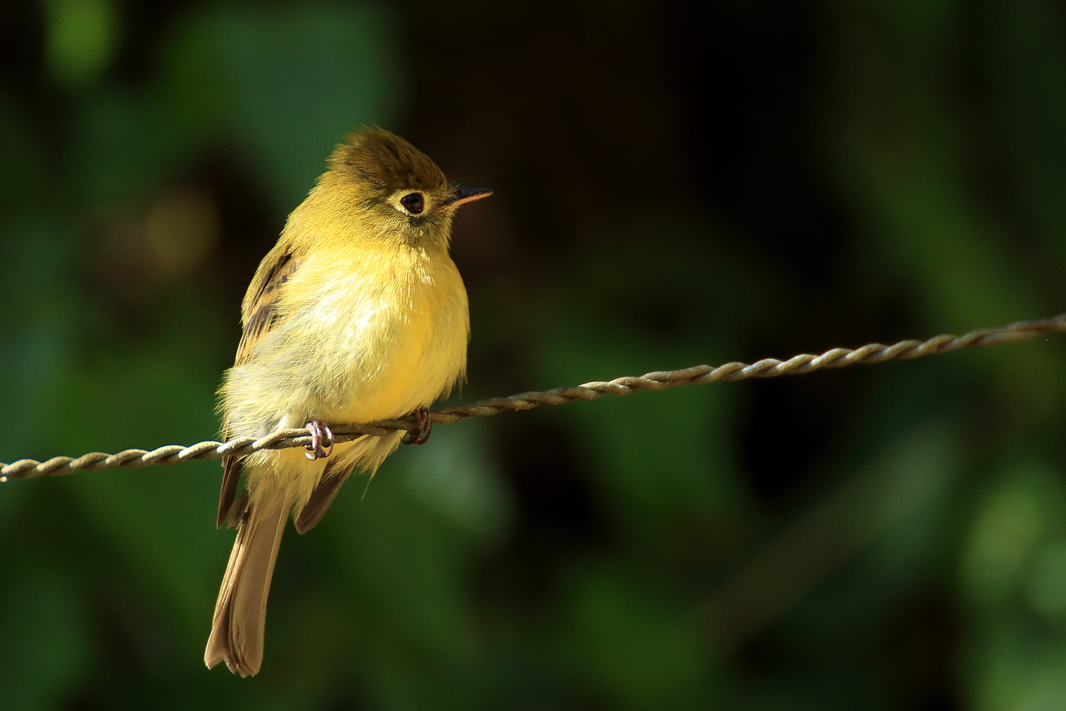 Gilbufertyrann, Panama