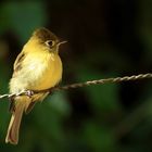 Gilbufertyrann, Panama