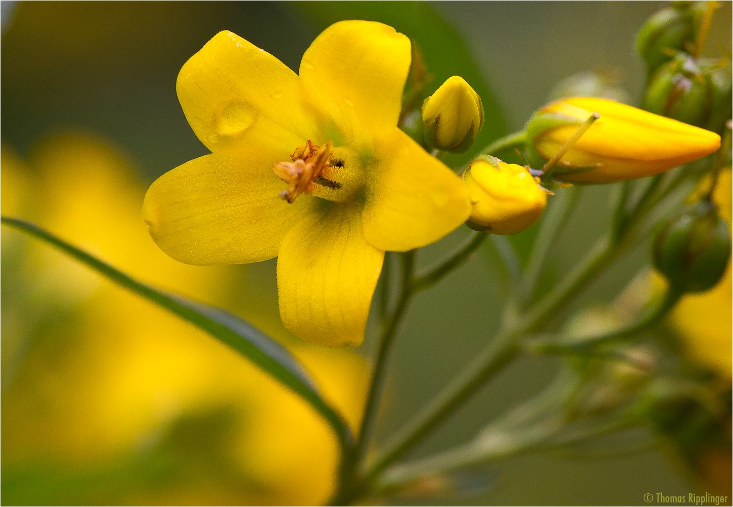 Gilbweiderich (Lysimachia), auch Gelbweiderich oder Felberich