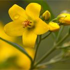 Gilbweiderich (Lysimachia), auch Gelbweiderich oder Felberich