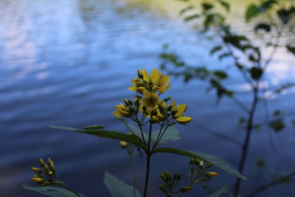 Gilbweiderichblüten