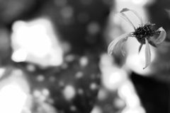 Gilda_2 / fast_zu_spät