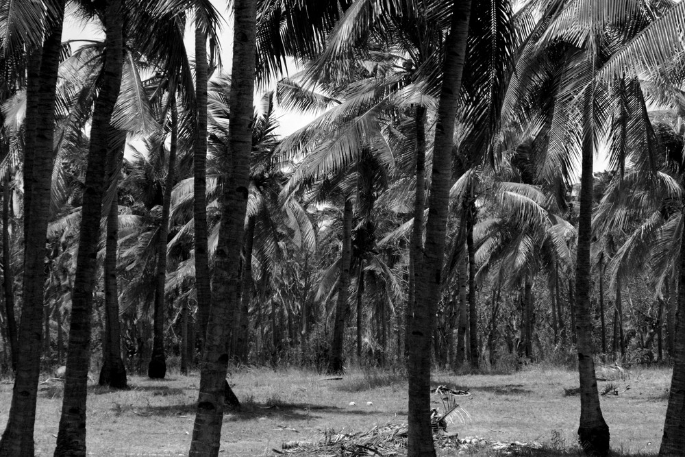 gili air palms