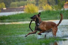 Gill kann ueber Wasser gehen