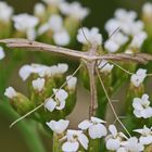 Gillmeria ochrodactyla + 2 Bilder