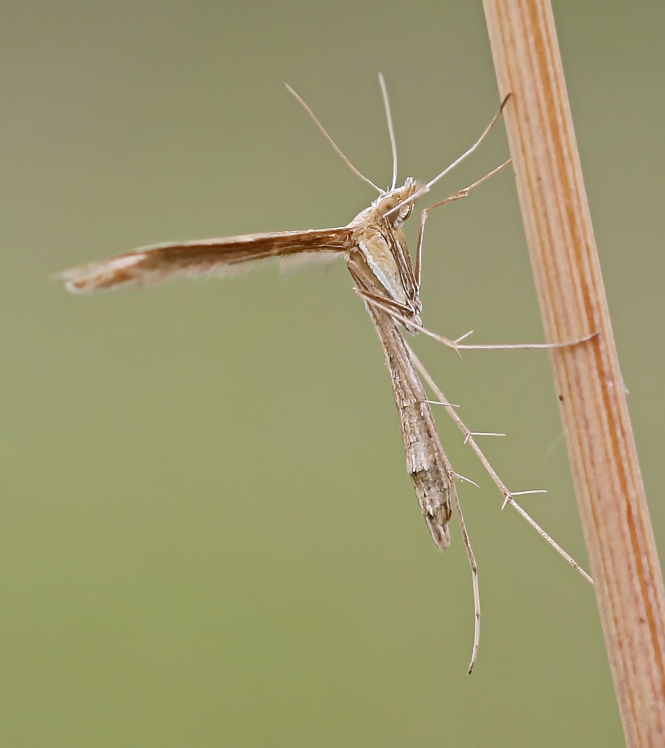 Gillmeria ochrodactyla Nr.3