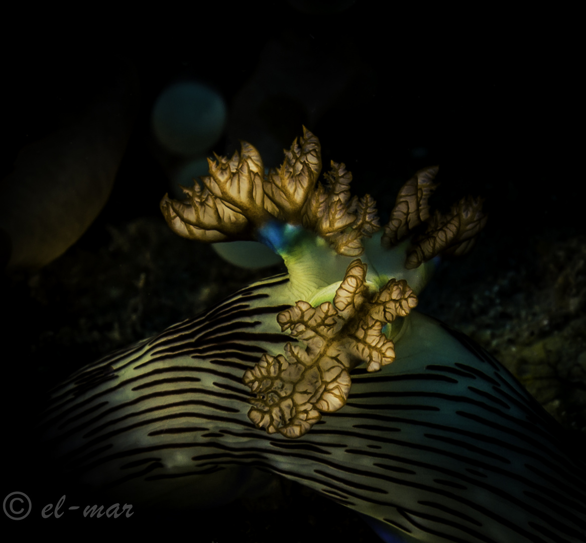 gills of a nudi......