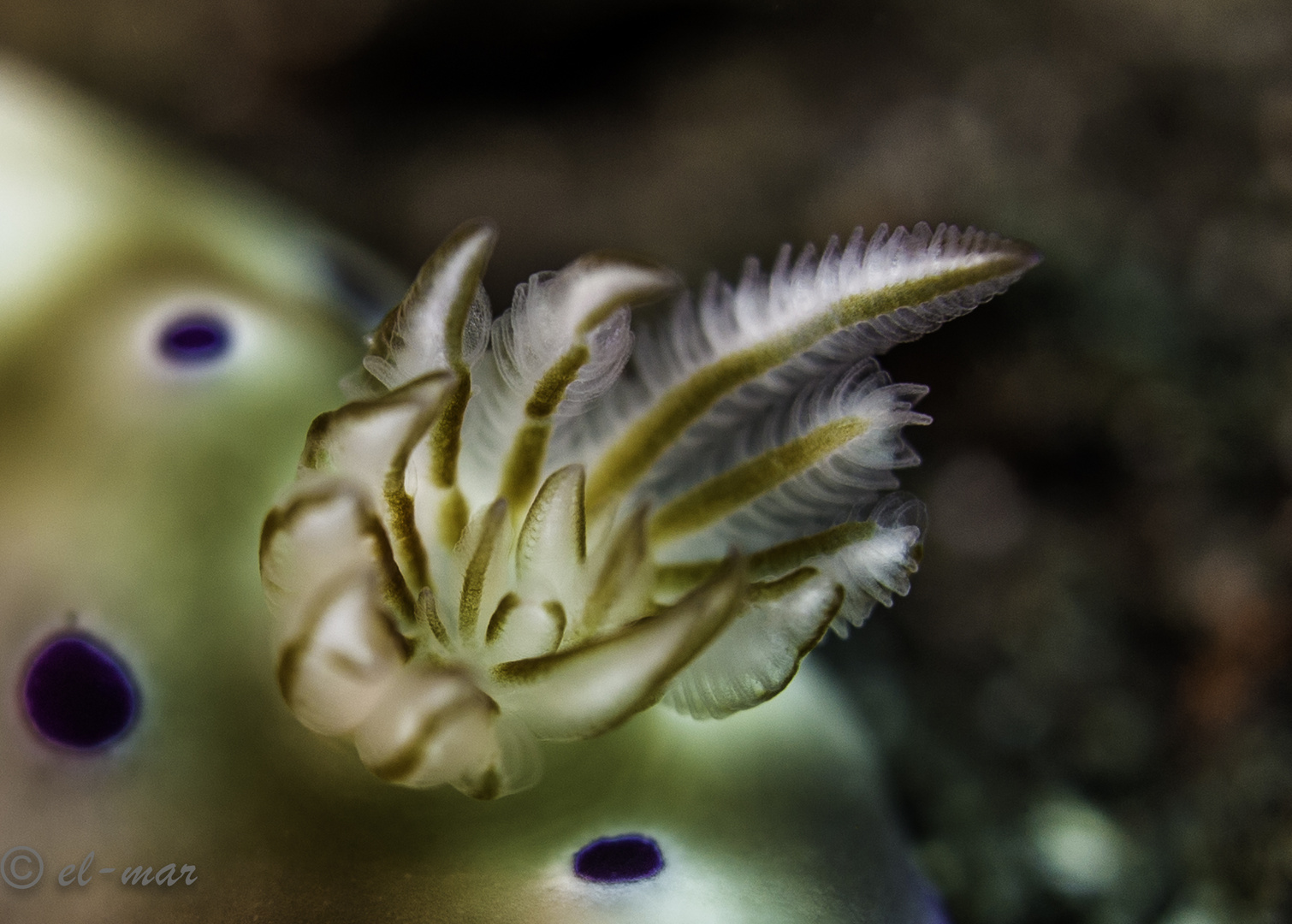 gills of a nudibranch....